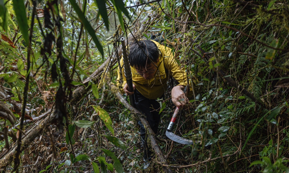 Wang Wenguang treks through the forest in Medog, Nyingchi, Southwest China's Xizang Autonomous Region in November 2025.