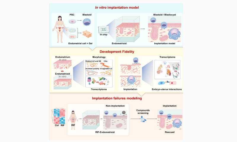 Overview of the 3D in vitro model of human implantation and implantation failure. Photo: screenshot of the CCTV News