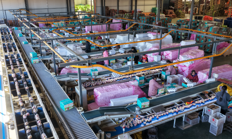 Workers sort apples on an intelligent assembly line at a fruit processing factory in Linyi County, North China's Shanxi Province, on December 25, 2025. Linyi County has 700,000 mu (46,667 hectares) of apple orchards, making the fruit industry a pillar of the local economy. Photo: VCG