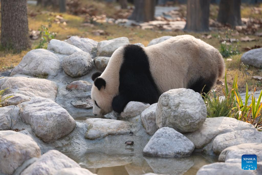Giant panda Feng Yi is pictured at the Mianyang base of China Conservation and Research Center for the Giant Panda (CCRCGP) in Mianyang City, southwest China's Sichuan Province, Dec. 29, 2025. The Mianyang base of CCRCGP started its trial operation to receive public visitors on Monday.

China has launched the Mianyang base, which covers an area of about 120 hectares, in Sichuan to bolster panda breeding, as well as research and international communication on its famed native species, expanding the CCRCGP to five sites nationwide. (Xinhua/Xu Bingjie)