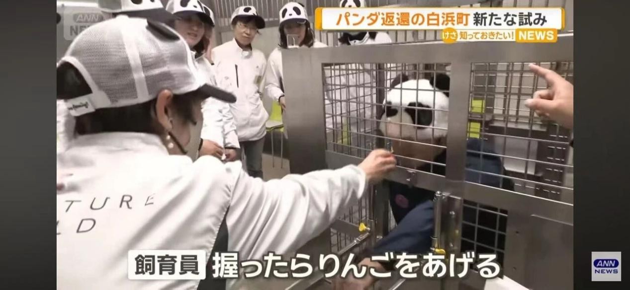 A staff member dressed in a panda costume imitates the iconic laid-back pose of the panda Yuihin. Photo: screenshot from TV Asahi report