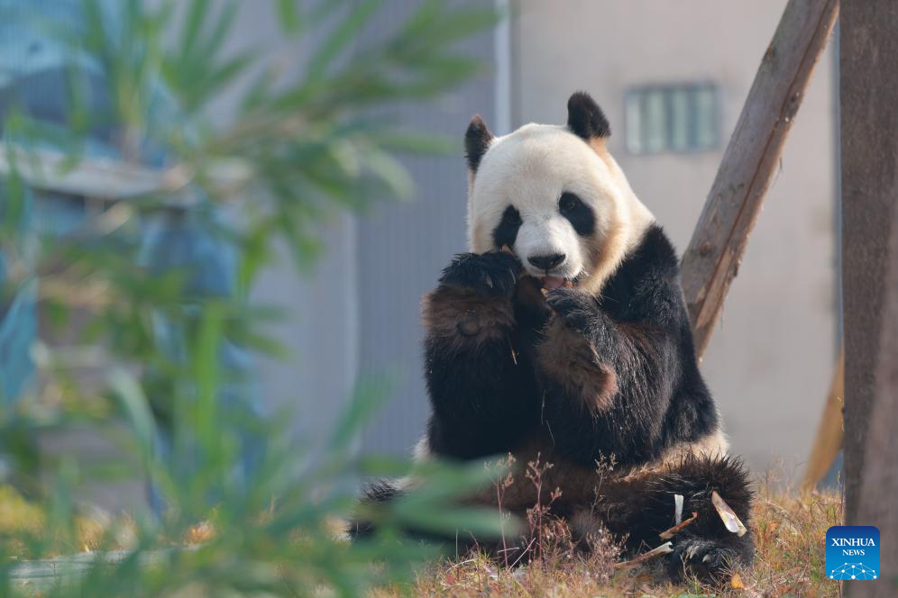 Giant panda Fu Wa is pictured at the Mianyang base of China Conservation and Research Center for the Giant Panda (CCRCGP) in Mianyang City, southwest China's Sichuan Province, Dec. 29, 2025. The Mianyang base of CCRCGP started its trial operation to receive public visitors on Monday.

China has launched the Mianyang base, which covers an area of about 120 hectares, in Sichuan to bolster panda breeding, as well as research and international communication on its famed native species, expanding the CCRCGP to five sites nationwide. (Xinhua/Chen Juwei)