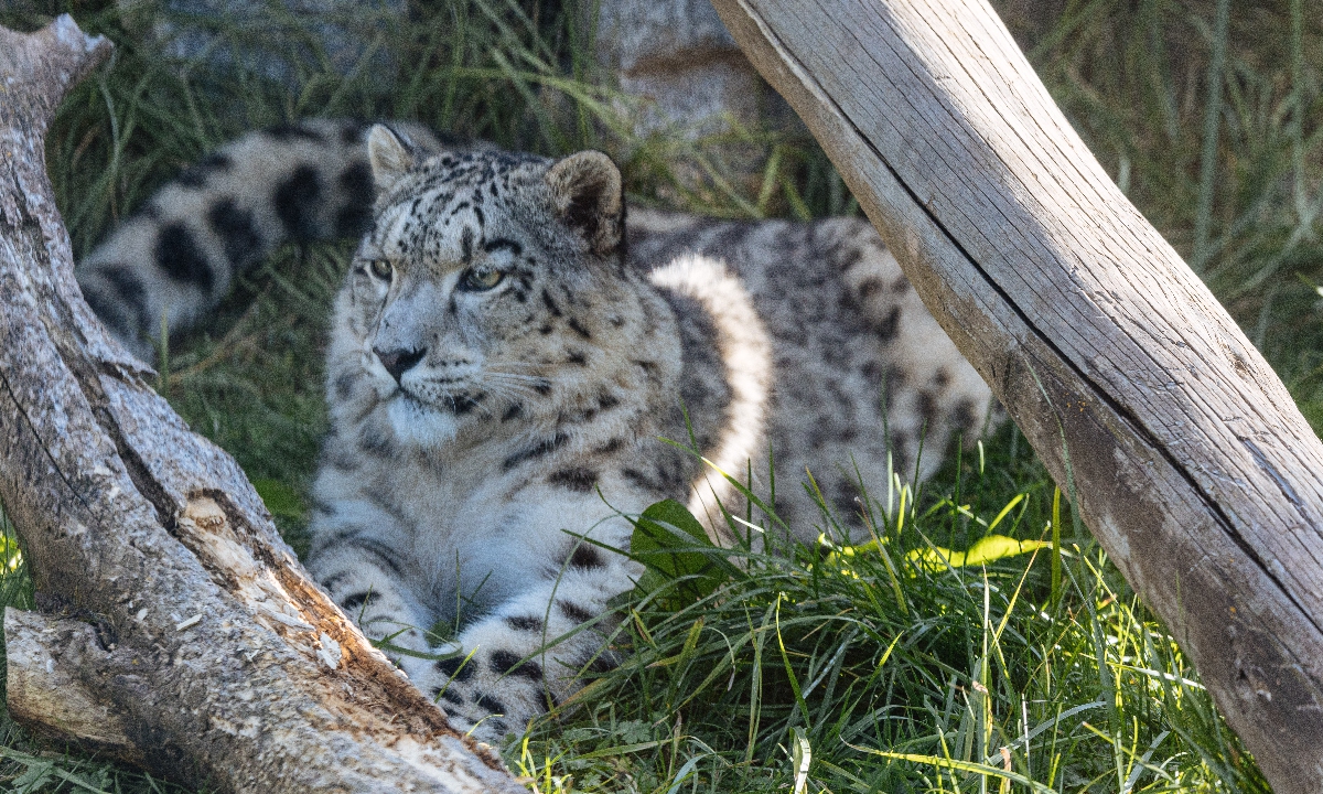 Rescued leopard Ling Xiaozhe Photo: Li Hao/GT