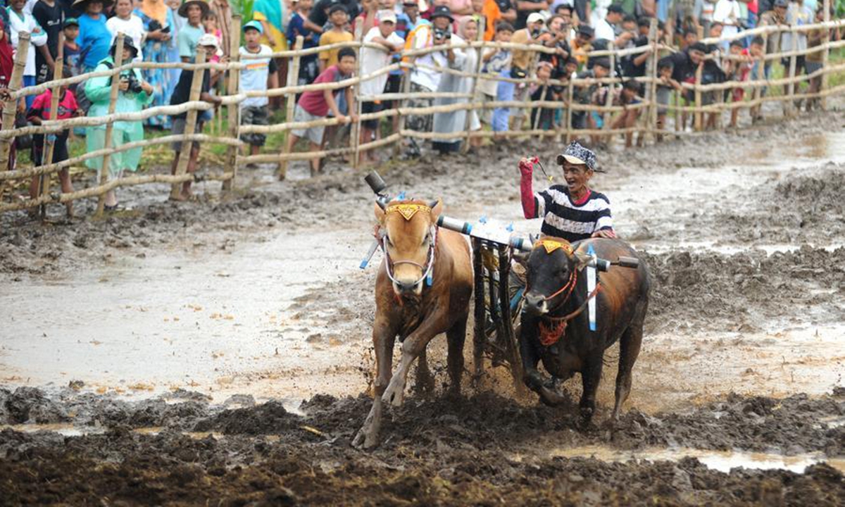 A man and his bulls participate in Karapan Sapi Brujul, a traditional bull racing event, in Probolinggo, Indonesia on Dec. 27, 2025. (Photo by Sahlan Kurniawan/Xinhua)