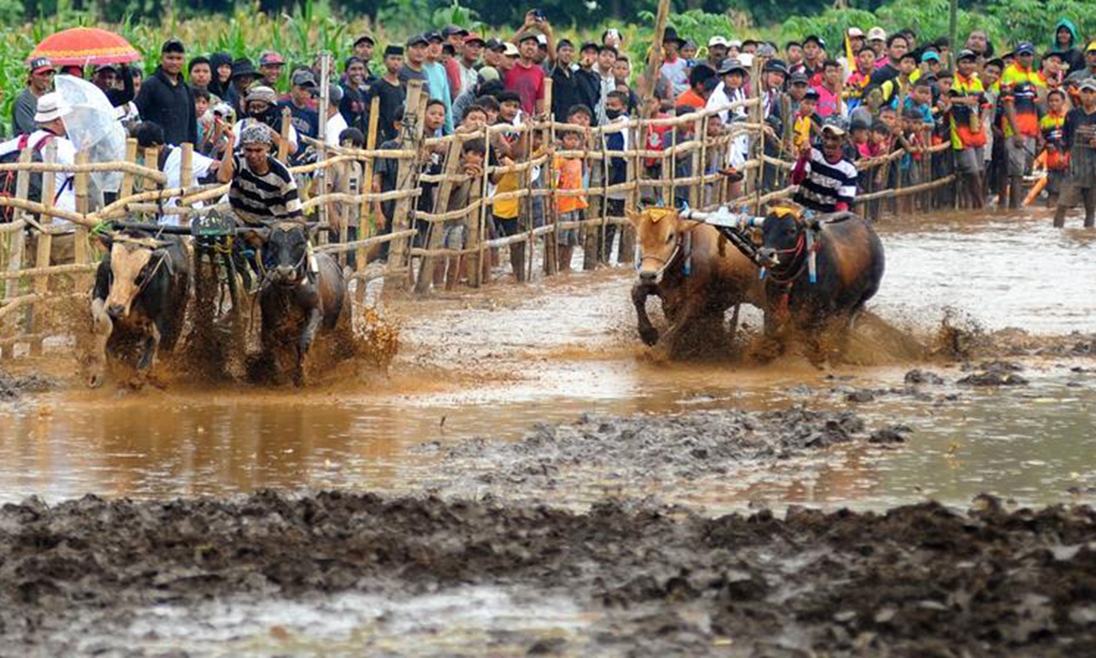 People and their bulls participate in Karapan Sapi Brujul, a traditional bull racing event, in Probolinggo, Indonesia on Dec. 27, 2025. (Photo by Sahlan Kurniawan/Xinhua)