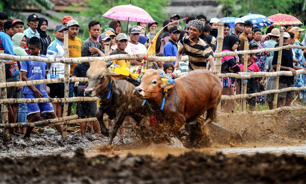 A man and his bulls participate in Karapan Sapi Brujul, a traditional bull racing event, in Probolinggo, Indonesia on Dec. 27, 2025. (Photo by Sahlan Kurniawan/Xinhua)