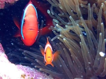 Coral reef ecology as shown in the 2025 ecological survey report on Huangyan Dao released by the Ministry of Natural Resources. Photo: Courtesy of Ministry of Natural Resources