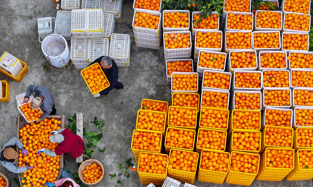 Villagers in Renshou county, Meishan, Southwest China's Sichuan Province, sort blood oranges and citrus on December 30, 2025. In recent years, the area has promoted large-scale orange and citrus farming on terraced hillsides, boosting local incomes. Photo: VCG