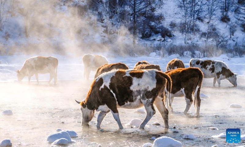 Cattle drink water in the Halha River in the city of Arxan of Hinggan League, north China's Inner Mongolia Autonomous Region, Jan. 1, 2026. Despite Arxan's frigid winter cold, this geothermally-affected section of the Halha River never freezes, which attracts great amount of tourists in winter. (Xinhua/Ma Jinrui)