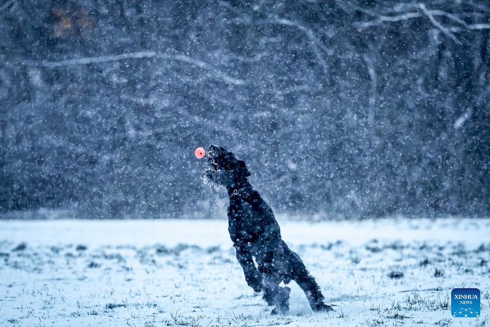 A dog plays in the snow in Budapest, Hungary on Jan. 5, 2026. (Photo by David Balogh/Xinhua)