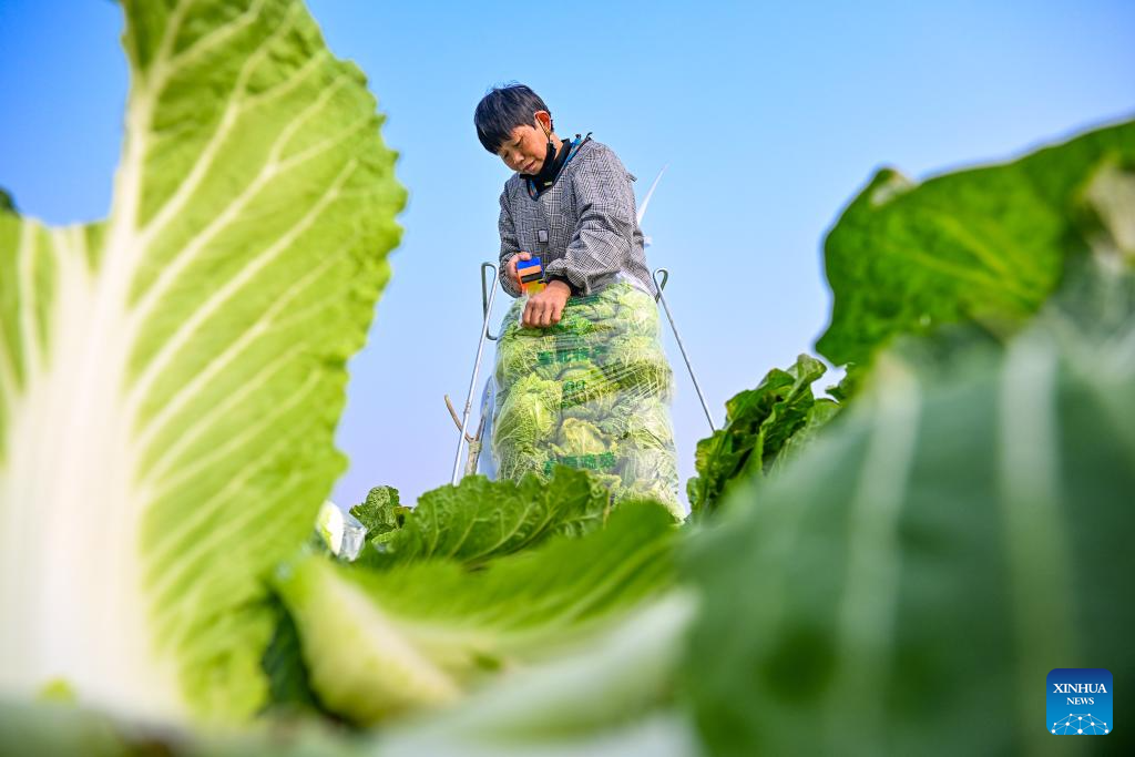 A farmer harvests Chinese cabbages in Huiting Town of Xiayi County, Shangqiu City of Central China's Henan Province, Jan. 5, 2026. Minor Cold, also known as Xiao Han in Chinese, is the 23rd of the 24 Solar Terms on the Chinese lunar calendar and falls on Monday this year.

During Minor Cold, most areas in China have entered the bitter cold stage of winter. (Photo by Wang Gaochao/Xinhua)