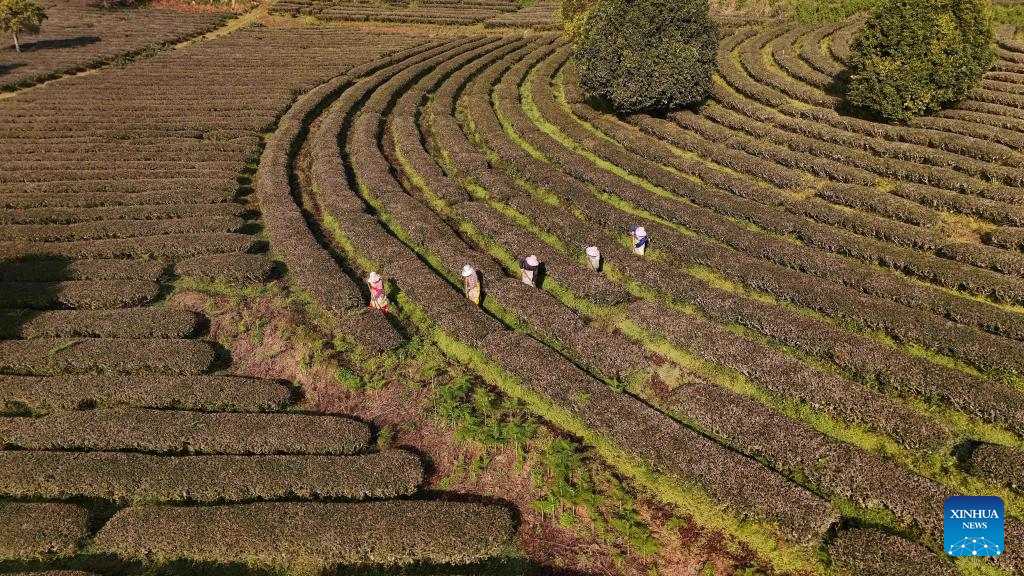 An aerial drone photo taken on Jan. 5, 2026 shows tea farmers working at a tea garden in Ning'er Hani and Yi Autonomous County of Pu'er City, southwest China's Yunnan Province. Minor Cold, also known as Xiao Han in Chinese, is the 23rd of the 24 Solar Terms on the Chinese lunar calendar and falls on Monday this year.

During Minor Cold, most areas in China have entered the bitter cold stage of winter. (Photo by Yang Tingrong/Xinhua)