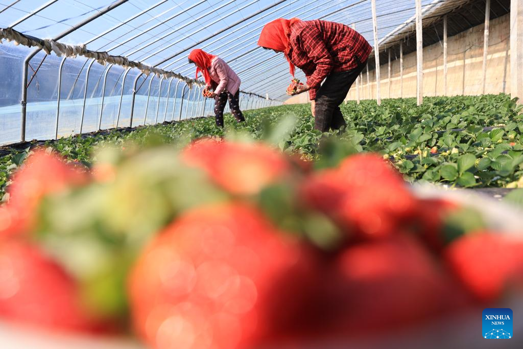 Farmers pick strawberries in a greenhouse in Zhaohu Village of Jinshan Town, Lianyungang City of east China's Jiangsu Province, on Jan. 5, 2026. Minor Cold, also known as Xiao Han in Chinese, is the 23rd of the 24 Solar Terms on the Chinese lunar calendar and falls on Monday this year.

During Minor Cold, most areas in China have entered the bitter cold stage of winter. (Photo by Si Wei/Xinhua)