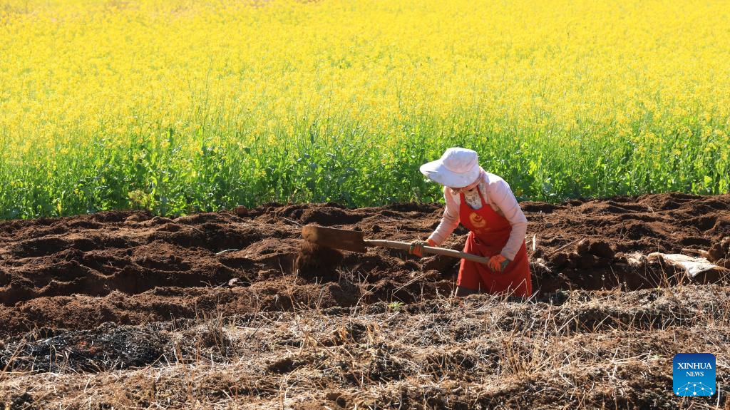 A farmer digs yams in a field in Fenghuang Village of Mingguang Town, Tengchong City of southwest China's Yunnan Province, Jan. 5, 2026. Minor Cold, also known as Xiao Han in Chinese, is the 23rd of the 24 Solar Terms on the Chinese lunar calendar and falls on Monday this year.

During Minor Cold, most areas in China have entered the bitter cold stage of winter. (Photo by Gong Zujin/Xinhua)