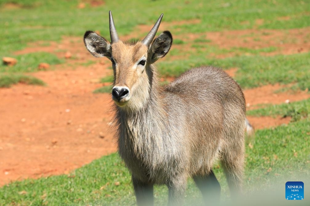 This photo taken on Jan. 2, 2026 shows a waterbuck at Johannesburg Zoo in Johannesburg, South Africa. Founded in 1904, the zoo is situated in the leafy northern suburb of Johannesburg. It houses about 2,000 animals. (Photo: Xinhua)