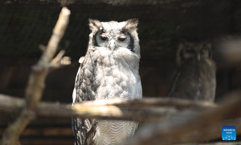 This photo taken on Jan. 2, 2026 shows a verreaux's eagle-owl at Johannesburg Zoo in Johannesburg, South Africa. Founded in 1904, the zoo is situated in the leafy northern suburb of Johannesburg. It houses about 2,000 animals. (Photo: Xinhua)