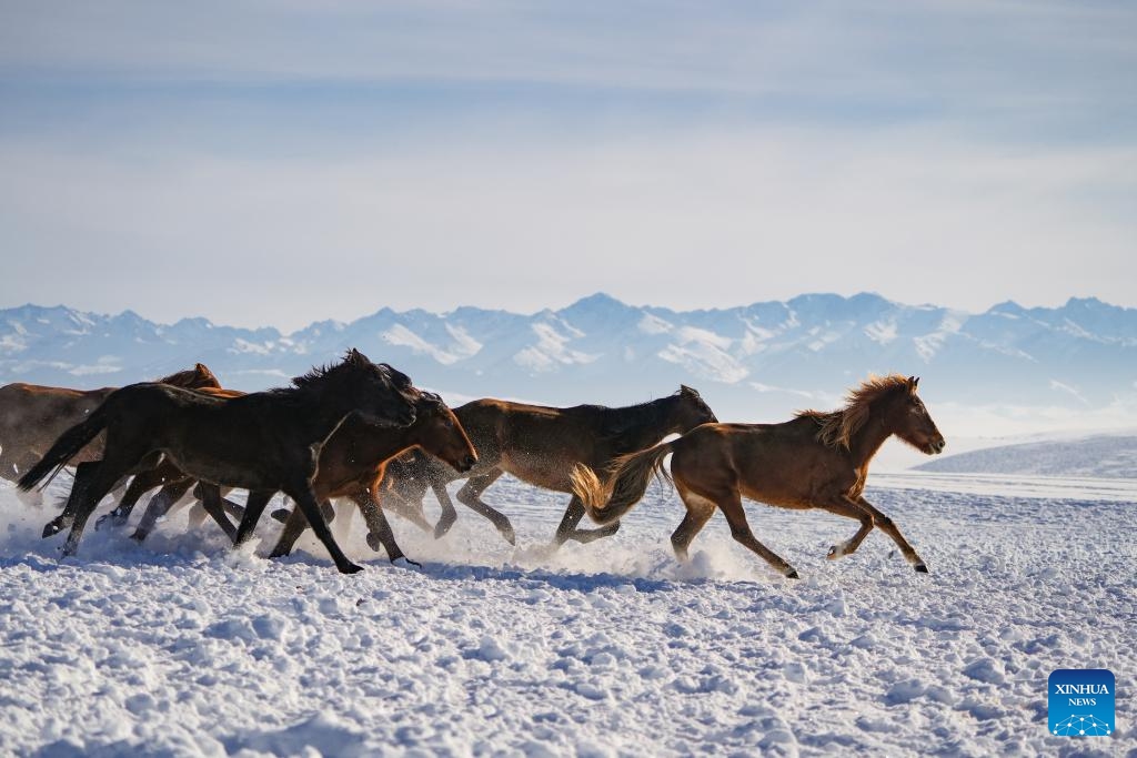 This photo taken on Jan. 3, 2026 shows a scene during a horse galloping performance at a wetland park in Zhaosu County, Ili Kazak Autonomous Prefecture, northwest China's Xinjiang Uygur Autonomous Region. Leveraging its unique ice and snow resources in winter, Zhaosu County has developed diverse winter tourist services to attract visitors. (Photo: Xinhua)
