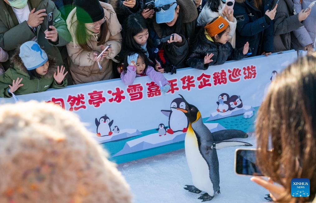 Tourists watch a penguin performance at the Taoranting Park in Beijing, capital of China, Jan. 3, 2026. People engaged in various leisure activities during the New Year's Day holiday. (Photo: Xinhua)