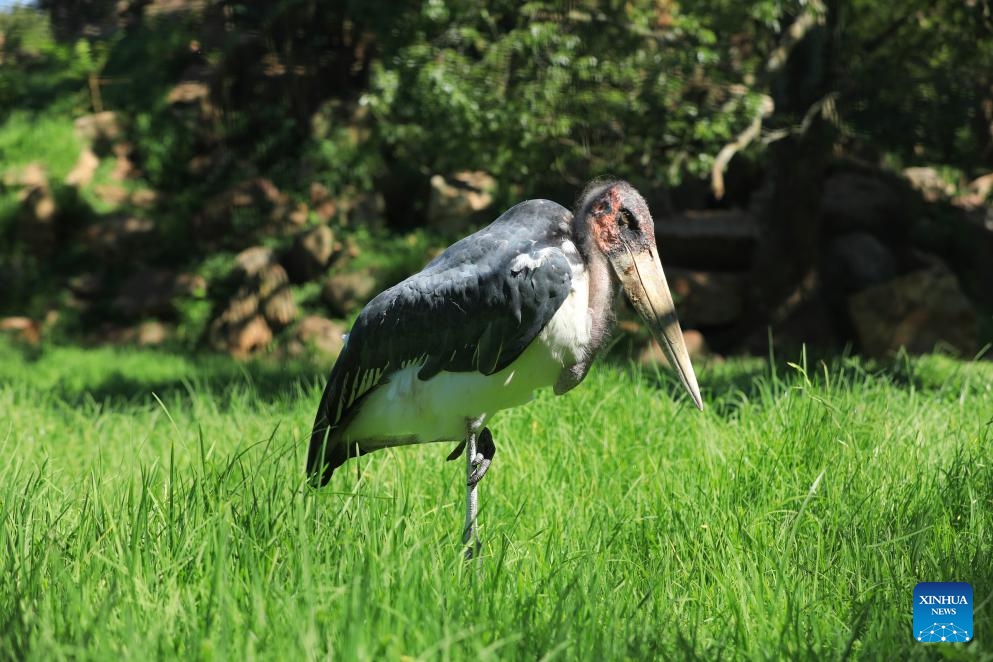 This photo taken on Jan. 2, 2026 shows a marabou stork at Johannesburg Zoo in Johannesburg, South Africa. Founded in 1904, the zoo is situated in the leafy northern suburb of Johannesburg. It houses about 2,000 animals. (Photo: Xinhua)