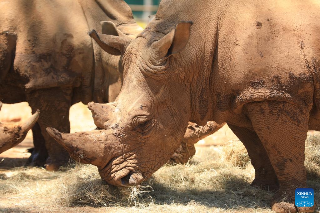 This photo taken on Jan. 2, 2026 shows white rhinos at Johannesburg Zoo in Johannesburg, South Africa. Founded in 1904, the zoo is situated in the leafy northern suburb of Johannesburg. It houses about 2,000 animals. (Photo: Xinhua)