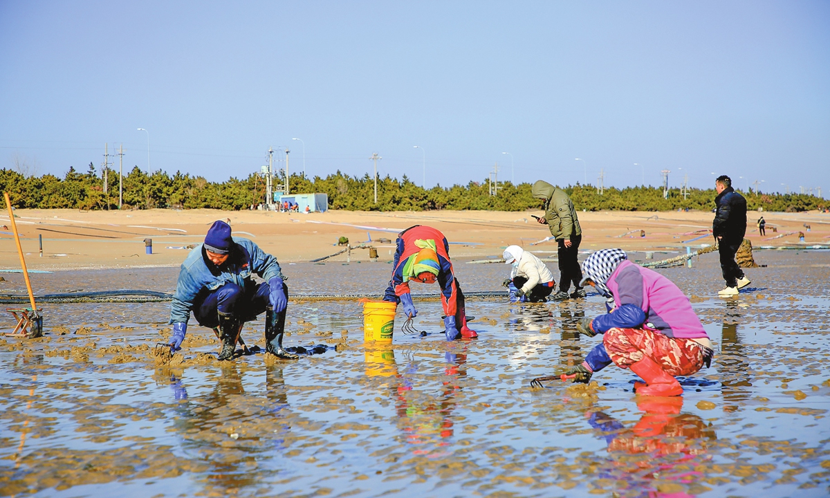 Local residents and tourists collect clams and razor clams on a beach in the Donggang district of Rizhao, East China's Shandong Province, on January 5, 2026. They're experiencing a coastal pastime during the Minor Cold solar term, one of China's traditional solar terms. Photo: VCG