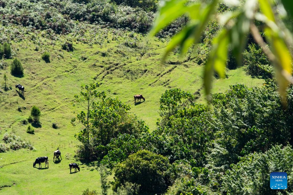 Cattle graze in a forest in Kiambu County, Kenya, Jan. 3, 2026. (Photo: Xinhua)