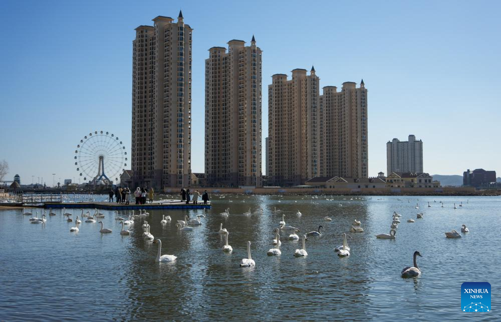 Wintering whooper swans are pictured in a lake in Rongcheng, east China's Shandong Province, Jan. 5, 2026. Over 6,000 migratory whooper swans have flocked to Rongcheng to spend the winter. (Xinhua/Xu Suhui)