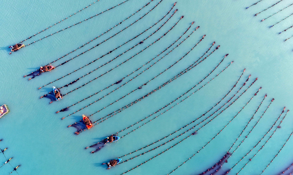 Fishermen steer their boats toward the morning sun to conduct aquaculture management operations at the Ailun Bay Marine Ranch in Rongcheng, East China's Shandong Province, on January 6, 2026. The city has developed an ecological aquaculture model in shallow seas, which increased yields. Photo: VCG