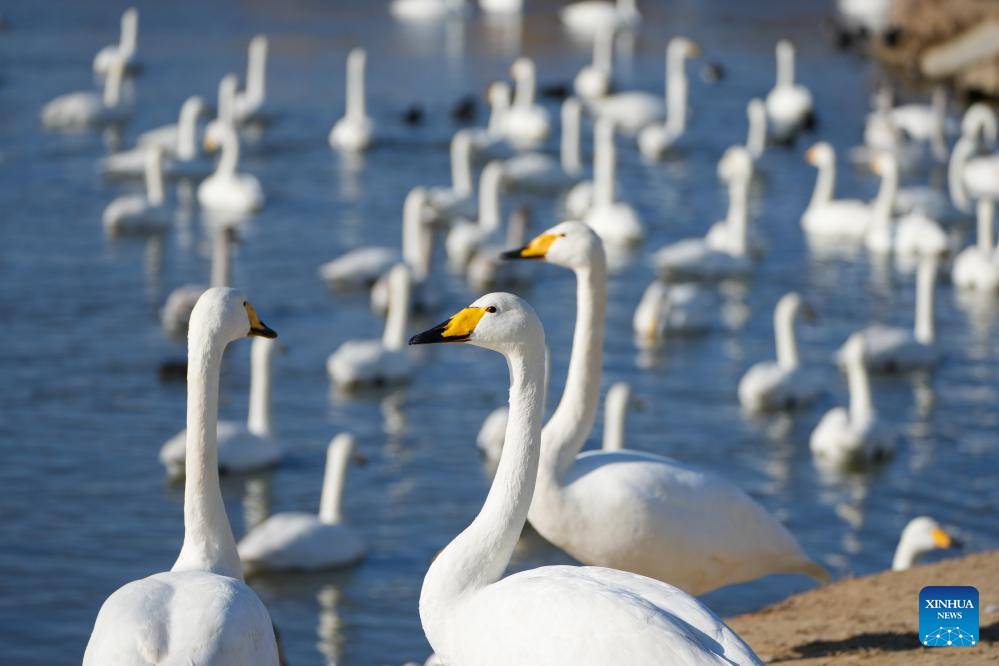 Wintering whooper swans are pictured at a national nature reserve in Rongcheng, east China's Shandong Province, Jan. 5, 2026. Over 6,000 migratory whooper swans have flocked to Rongcheng to spend the winter. (Xinhua/Xu Suhui)