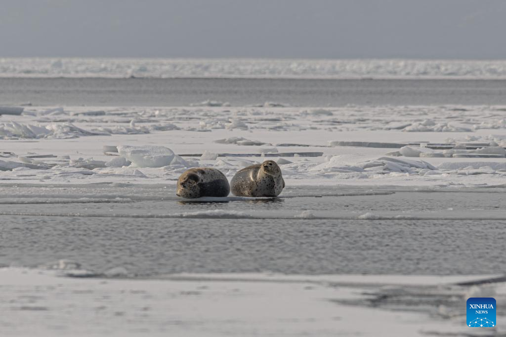 Seals are pictured on the ice in Vladivostok, a city in the Russian Far East, Jan. 7, 2026. (Photo by Andrey Matveenko/Xinhua)
