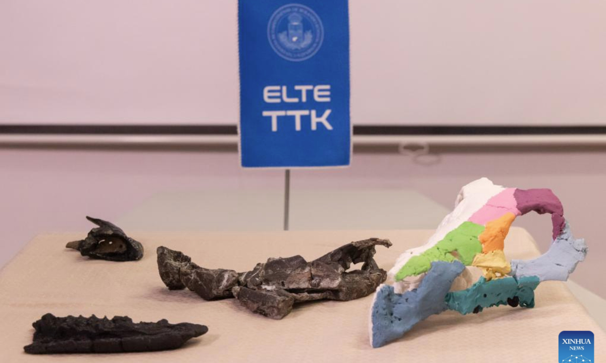 The skull fossils and a 3D replica of the Ajkaceratops Kozmai are displayed during a press conference in Budapest, Hungary, Jan. 7, 2026. Hungarian researchers have identified a new ceratopsian dinosaur skull fossil from western Hungary, providing the strongest evidence to date that horned dinosaurs lived in Europe during the Late Cretaceous period, scientists said on Wednesday. The fossil, attributed to Ajkaceratops Kozmai, was unearthed at the Iharkut (central Hungary) fossil site in the Bakony Mountains and studied by an international research team led by paleontologist Attila Osi of Eotvos Lorand University (ELTE). The research findings were published in the scientific journal Nature. (Photo by Attila Volgyi/Xinhua)