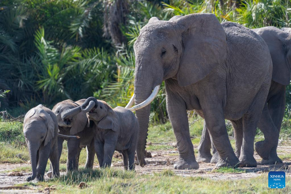 Elephants are pictured at the Amboseli National Park in Kenya, Jan. 8, 2026. Amboseli National Park is one of Kenya's premier vacation destinations and a world-renowned tourist spot. The park is located at the border between Kenya and Tanzania and sits at the foot of Africa's highest mountain, Mount Kilimanjaro. (Xinhua/Xie Jianfei)