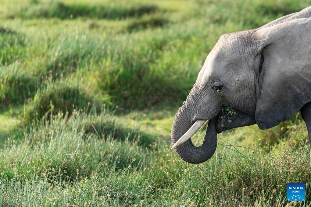 An elephant forages at the Amboseli National Park in Kenya, Jan. 8, 2026. Amboseli National Park is one of Kenya's premier vacation destinations and a world-renowned tourist spot. The park is located at the border between Kenya and Tanzania and sits at the foot of Africa's highest mountain, Mount Kilimanjaro. (Xinhua/Xie Jianfei)