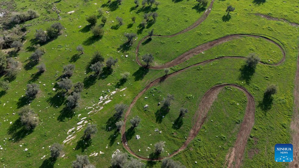 This aerial drone photo taken on Jan. 8, 2026 shows a view of Ben Shemen Forest in central Israel. Due to early-arrived and substantial winter rainfall this year, the forest has burst into vibrant life. (Photo by Gil Cohen Magen/Xinhua)