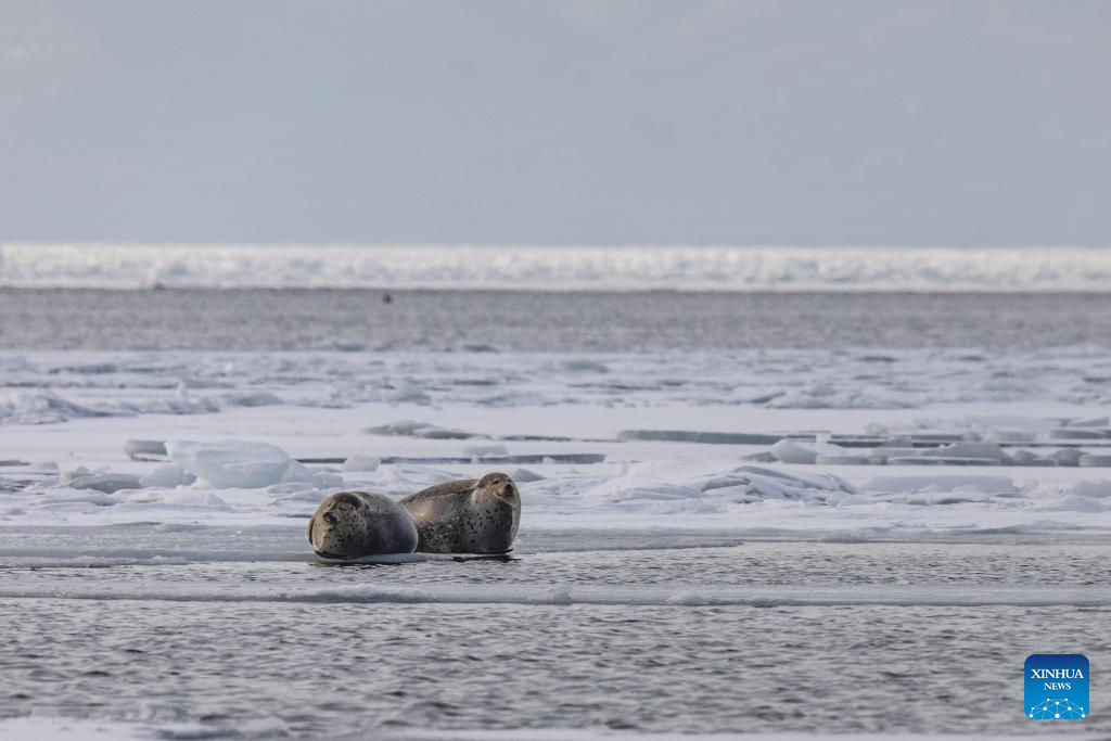 Seals are pictured on the ice in Vladivostok, a city in the Russian Far East, Jan. 7, 2026. (Photo by Andrey Matveenko/Xinhua)