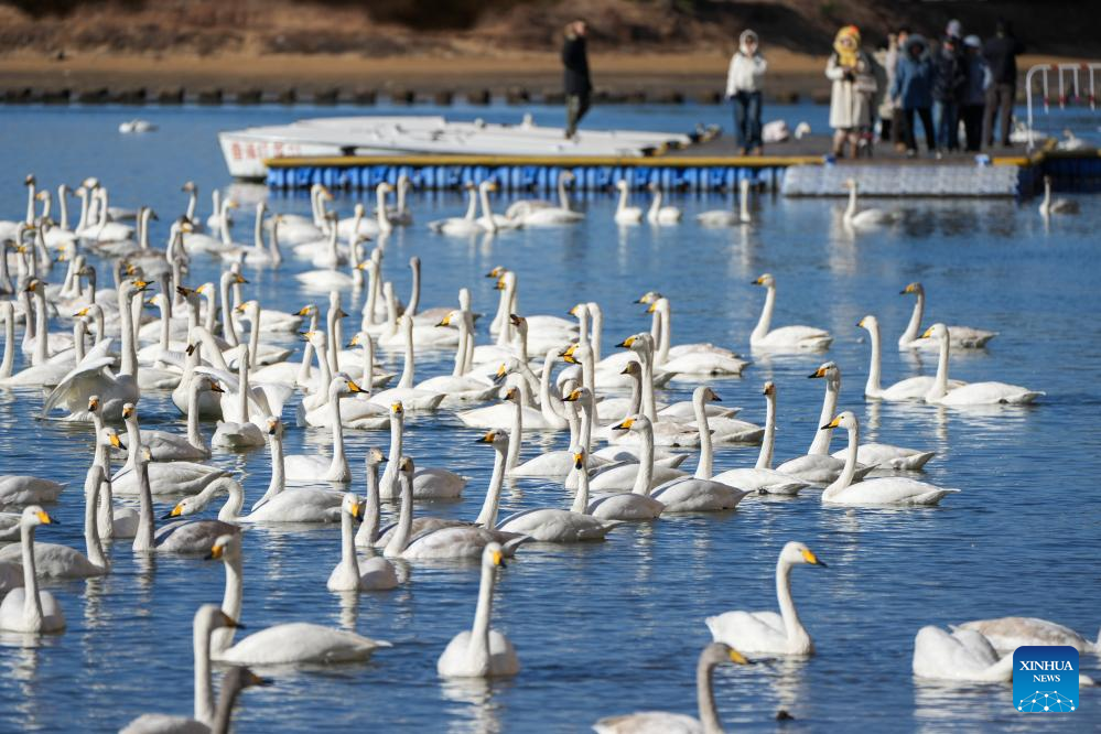 Wintering whooper swans are pictured in a lake in Rongcheng, east China's Shandong Province, Jan. 5, 2026. Over 6,000 migratory whooper swans have flocked to Rongcheng to spend the winter. (Xinhua/Xu Suhui)