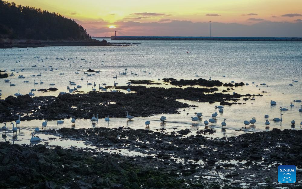 Wintering whooper swans are pictured in the waters of Lidao Town in Rongcheng City, east China's Shandong Province, Jan. 5, 2026. Over 6,000 migratory whooper swans have flocked to Rongcheng to spend the winter. (Xinhua/Xu Suhui)