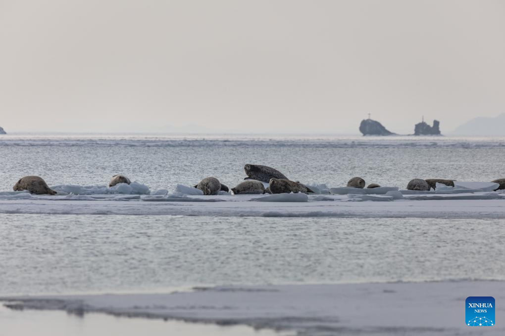 Seals are pictured on the ice in Vladivostok, a city in the Russian Far East, Jan. 7, 2026. (Photo by Andrey Matveenko/Xinhua)
