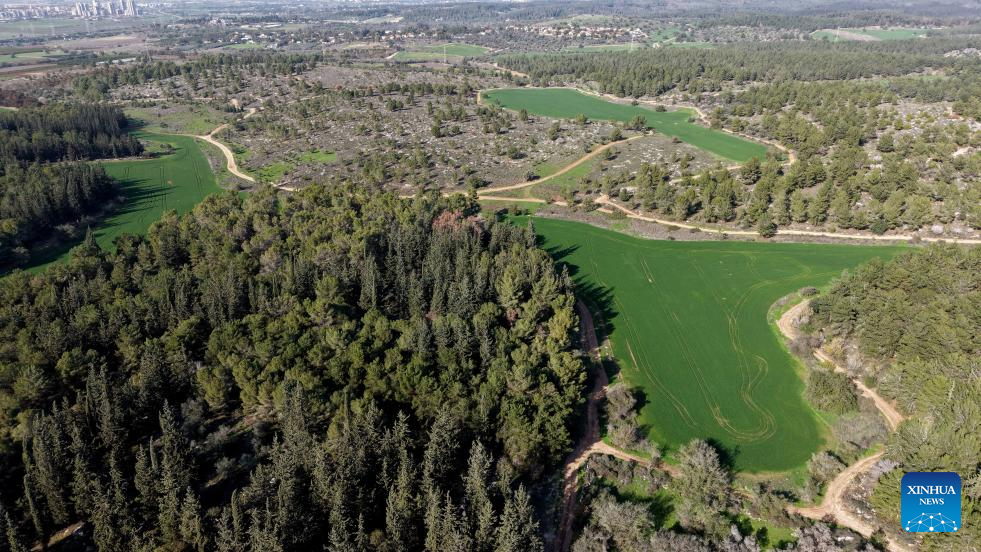 This aerial drone photo taken on Jan. 8, 2026 shows a view of Ben Shemen Forest in central Israel. Due to early-arrived and substantial winter rainfall this year, the forest has burst into vibrant life. (Photo by Gil Cohen Magen/Xinhua)
