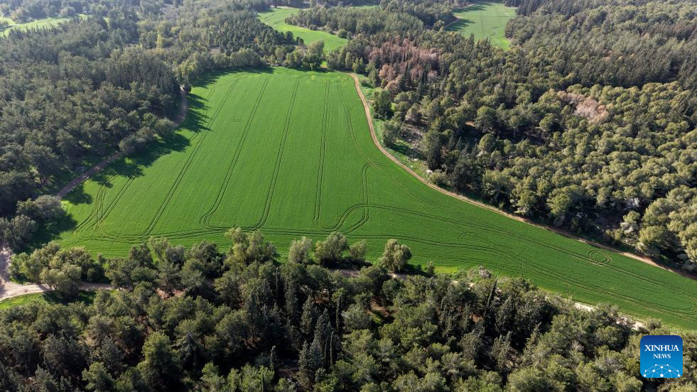 This aerial drone photo taken on Jan. 8, 2026 shows a view of Ben Shemen Forest in central Israel. Due to early-arrived and substantial winter rainfall this year, the forest has burst into vibrant life. (Photo by Gil Cohen Magen/Xinhua)