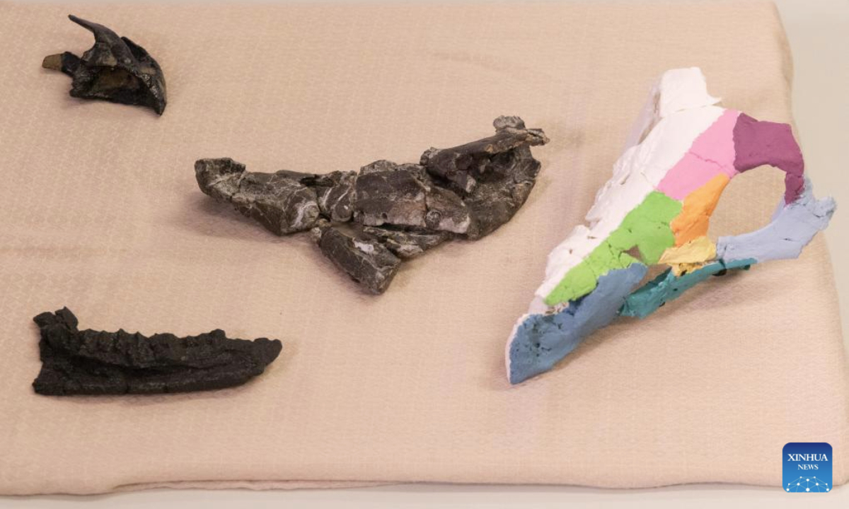 The skull fossils and a 3D replica of the Ajkaceratops Kozmai are displayed during a press conference in Budapest, Hungary, Jan. 7, 2026. Hungarian researchers have identified a new ceratopsian dinosaur skull fossil from western Hungary, providing the strongest evidence to date that horned dinosaurs lived in Europe during the Late Cretaceous period, scientists said on Wednesday.

The fossil, attributed to Ajkaceratops Kozmai, was unearthed at the Iharkut (central Hungary) fossil site in the Bakony Mountains and studied by an international research team led by paleontologist Attila Osi of Eotvos Lorand University (ELTE). The research findings were published in the scientific journal Nature. (Photo by Attila Volgyi/Xinhua)