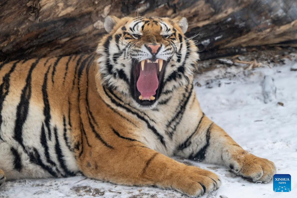 This photo taken on Jan. 12, 2026 shows a tiger at the snow-covered Siberian Tiger Park in Harbin, northeast China's Heilongjiang Province. Harbin saw snowfall recently, which added a touch of winter charm to its Siberian Tiger Park. (Xinhua/Zhang Tao)