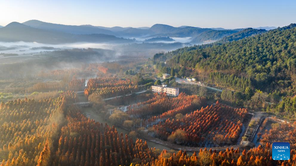 An aerial drone photo taken on Jan. 14, 2026 shows a dawn redwood wetland in Panlong District, Kunming, southwest China's Yunnan Province. (Xinhua/Hu Chao)