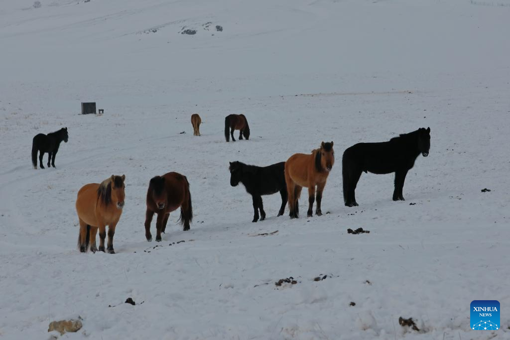 This photo taken on Jan. 14, 2026 shows horses standing on snow-covered land in Cergeleng county, Tuv province, Mongolia. At least nine of all the 21 Mongolian provinces have been experiencing extreme wintry weather, known as dzud, the country's National Emergency Management Agency (NEMA) said Wednesday.

Dzud is a Mongolian term to describe a severely cold winter when a large number of livestock die because the ground is frozen or covered with snow. (Photo by Garid/Xinhua)