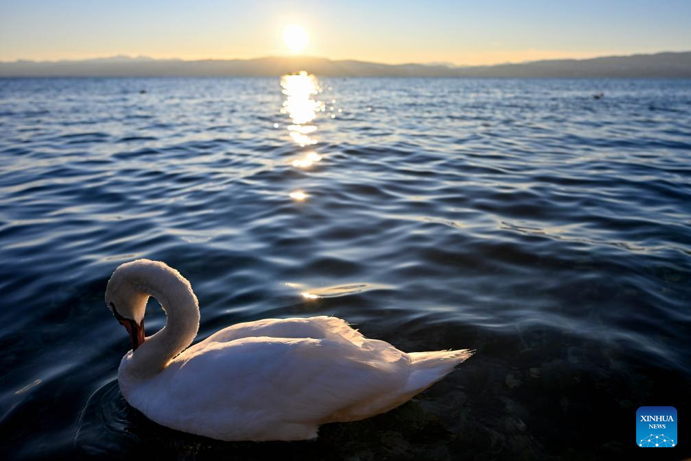 A swan is seen in Ohrid Lake in Ohrid, North Macedonia, Jan. 12 2026. (Photo by Tomislav Georgiev/Xinhua)