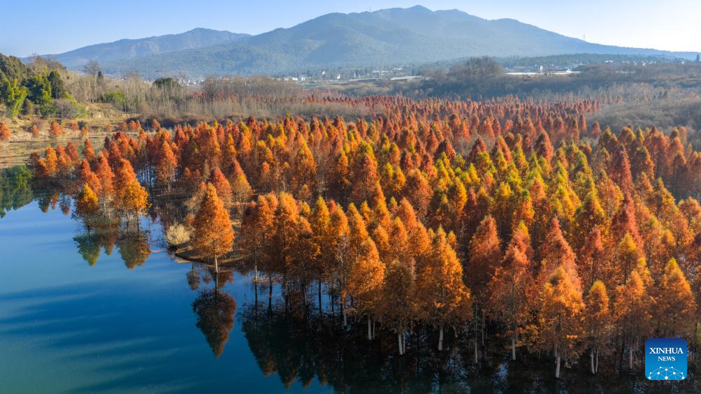 An aerial drone photo taken on Jan. 14, 2026 shows a dawn redwood wetland in Panlong District, Kunming, southwest China's Yunnan Province. (Xinhua/Hu Chao)