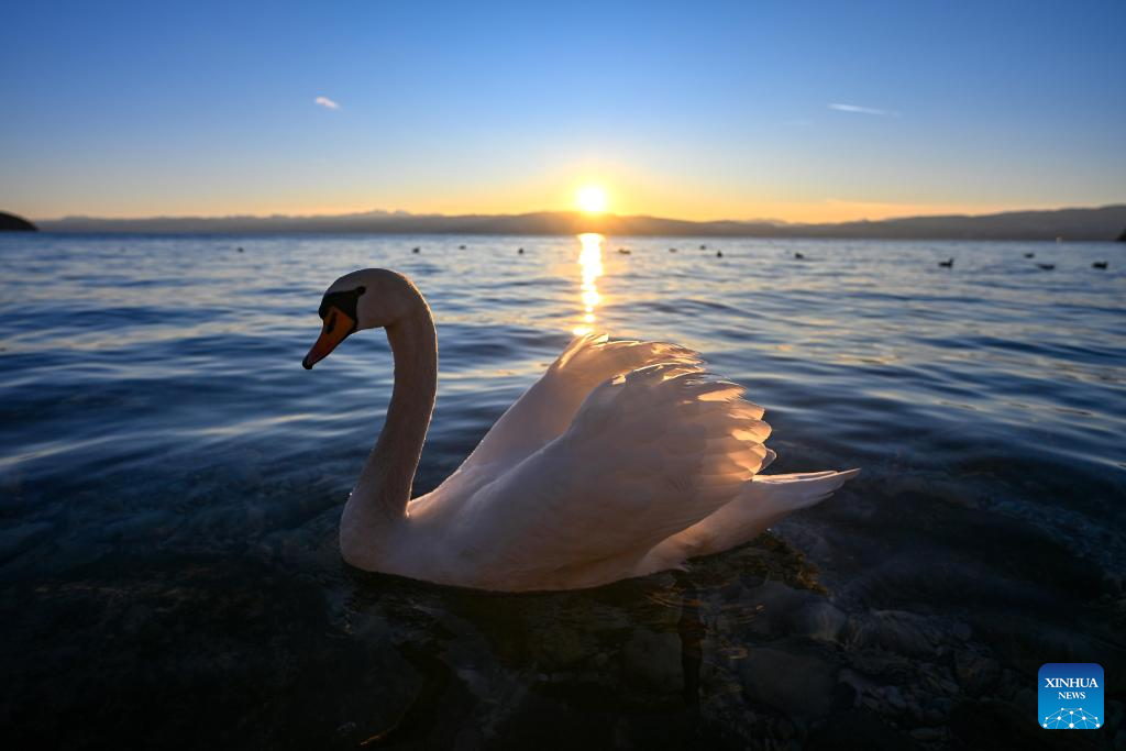 A swan is seen in Ohrid Lake in Ohrid, North Macedonia, Jan. 12 2026. (Photo by Tomislav Georgiev/Xinhua)