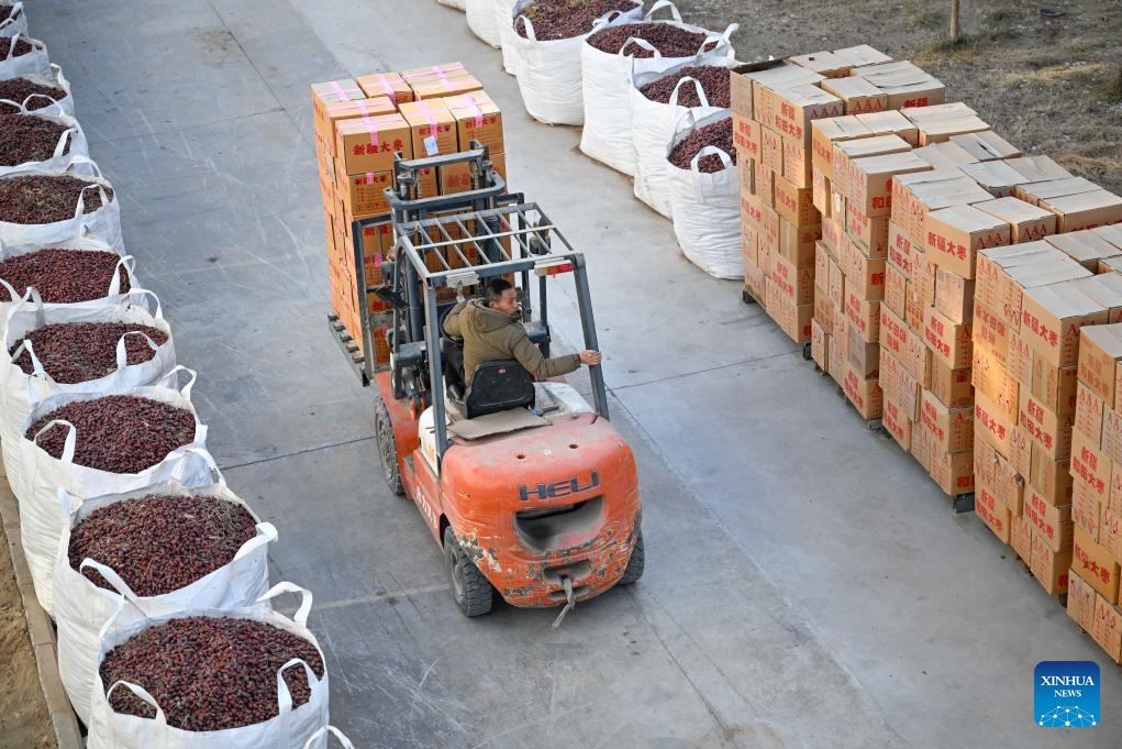 A staff member transfers red jujubes at a food company in Moyu County, Hotan Prefecture, northwest China's Xinjiang Uygur Autonomous Region, Jan. 9, 2026. Premium Xinjiang goods like walnuts and red jujubes, which are popular choices for customers nationwide for the Chinese New Year, have entered their peak sales season as the Spring Festival approaches. E-commerce companies in Hotan are leveraging live-streaming sales and online shopping festivals to promote high-quality agricultural products of Xinjiang, boosting farmers' incomes and rural revitalization. (Photo: Xinhua)