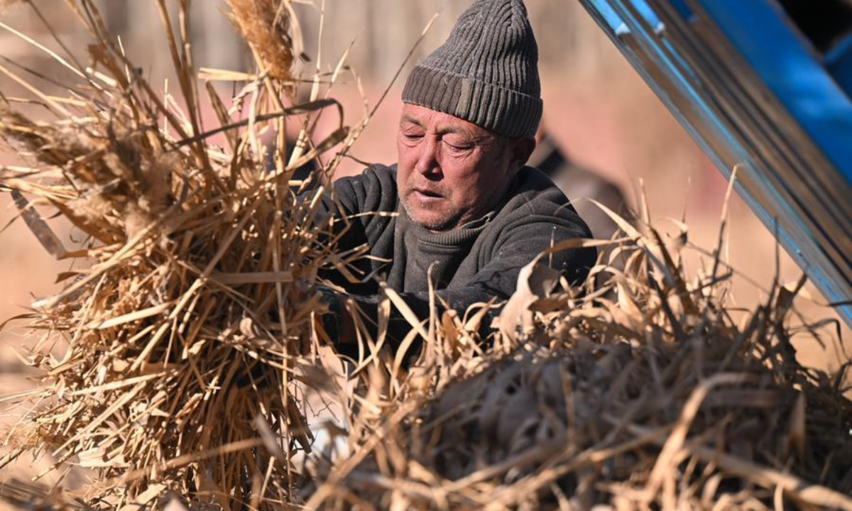 A local farmer presses the newly harvested reeds into bundles in Moyu County, Hotan Prefecture, northwest China's Xinjiang Uygur Autonomous Region, on Jan. 10, 2026. (Xinhua/Ding Lei)