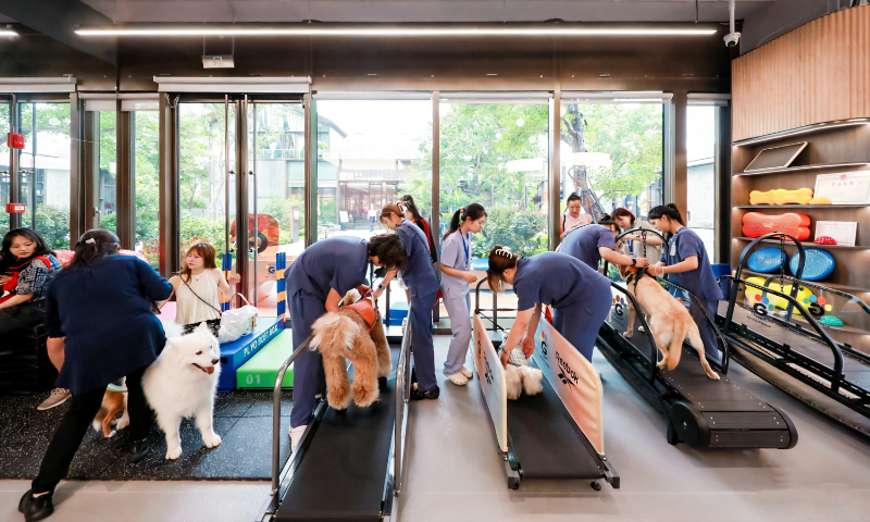 Staff members and customers take their dogs through fitness sessions at GOGOGYM, a pet gym in Shanghai. Photo: Courtesy of  GOGOGYM